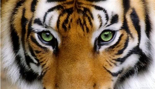Tiger Eyes 